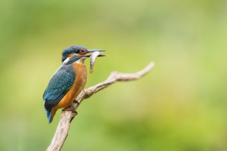 Common kingfisher (Alcedo atthis) sitting on an old wooden branch eating his fresh cought fish in