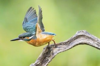 Common kingfisher (Alcedo atthis) flying away from an old wooden branch in late summer, wildife,