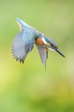 Common kingfisher (Alcedo atthis) flying into the water hunting for fish in late summer, wildife,