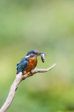 Common kingfisher (Alcedo atthis) sitting on an old wooden branch eating his fresh cought fish in