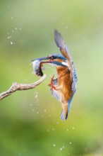 Common kingfisher (Alcedo atthis) landing on an old wooden branch with a fresh cought fish in his