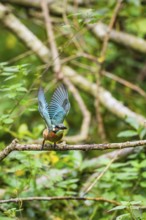 Common kingfisher (Alcedo atthis) flying away from an old wooden branch in late summer, wildife,