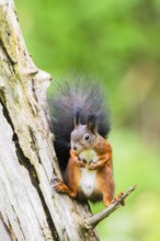 Red squirrel (Sciurus vulgaris) sitting on an old wrotten tree trunk in a forest, Bavaria, Gernany