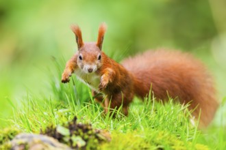 Red squirrel (Sciurus vulgaris) running in the grass, Bavaria, Gernany