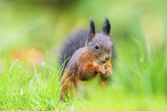 Red squirrel (Sciurus vulgaris) sitting in the grass, Bavaria, Gernany