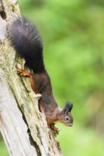 Red squirrel (Sciurus vulgaris) hanging on an old wrotten tree trunk in a forest, Bavaria, Gernany