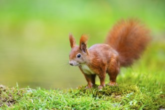 Red squirrel (Sciurus vulgaris) sitting beside a little lake, Bavaria, Gernany