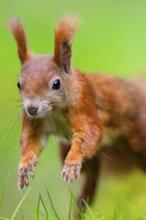 Red squirrel (Sciurus vulgaris) running in the grass, Bavaria, Gernany