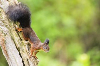 Red squirrel (Sciurus vulgaris) hanging on an old wrotten tree trunk in a forest, Bavaria, Gernany