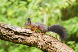 Red squirrel (Sciurus vulgaris) running on an old wrotten tree trunk in a forest, Bavaria, Gernany