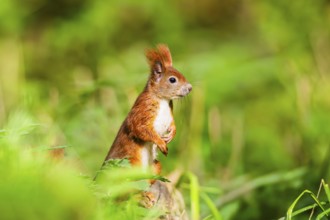 Red squirrel (Sciurus vulgaris) standing on wood in a forest, Bavaria, Gernany