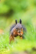Red squirrel (Sciurus vulgaris) sitting in the grass, Bavaria, Gernany