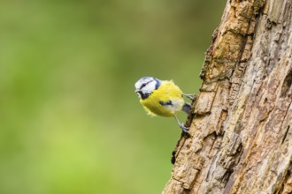 Eurasian blue tit (Cyanistes caeruleus) sitting on an old wrotten tree trunk at a swamp, Bavaria,
