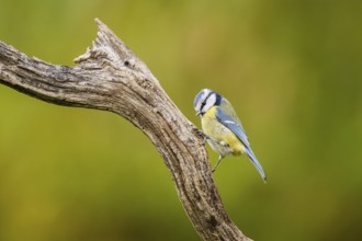 Eurasian blue tit (Cyanistes caeruleus) sitting on an old wood at a swamp, Bavaria, Germany