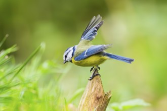 Eurasian blue tit (Cyanistes caeruleus) sitting on a wood, Germany
