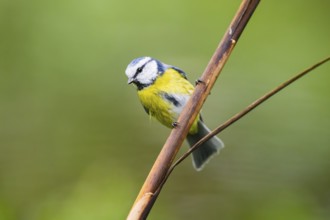 Eurasian blue tit (Cyanistes caeruleus) sitting on stem of a reed at a swamp, Bavaria, Germany