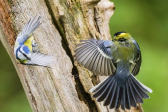 Eurasian blue tit (Cyanistes caeruleus) flying from an old wrotten tree trunk arguing with a Great