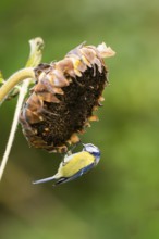 Eurasian blue tit (Cyanistes caeruleus) sitting on an old sunflower blossom with seeds inside,
