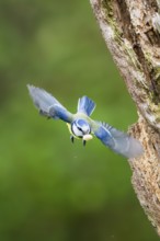 Eurasian blue tit (Cyanistes caeruleus) flying from on an old wrotten tree trunk at a swamp,