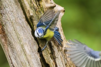 Eurasian blue tit (Cyanistes caeruleus) flying from an old wrotten tree trunk at a swamp, Bavaria,