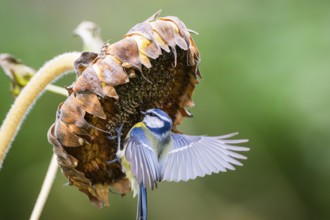 Eurasian blue tit (Cyanistes caeruleus) landing on an old sunflower blossom with seeds inside,