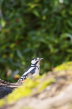 Great spotted woodpecker (Dendrocopos major) sitting on an old wrotten tree trunk in late summer,
