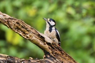 Great spotted woodpecker (Dendrocopos major) sitting on an old wrotten tree trunk in late summer,