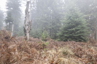 Forest landscape in fog, Emsland, Lower Saxony, Germany