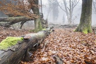 Old beech forest (Fagus sylvatica) in the fog, Emsland, Lower Saxony, Germany