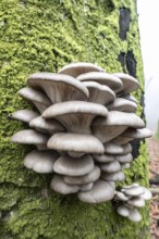 Branched oyster fungus (Pleurotus cornucopiae), on old copper beech (Fagus sylvatica), Emsland,