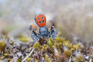 Red tubular spider, Eresus kollari, The Ladybird spider, Saxony-Anhalt, Germany