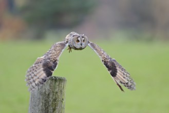 Long-eared owl flying, Asio otus, Long eared Owl flying, Lower Saxony, Germany