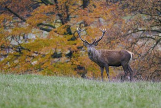 Red deer (Cervus elaphus) in autumn leaves, Lower Saxony, Germany