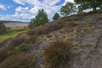 Red tubular spider habitat, Eresus kollari, Ladybird spider habitat, Saxony-Anhalt, Germany