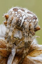 Garden spider, Araneus diadematus, European Garden Spider, Lower Saxony, Germany