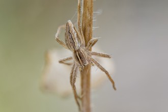 List spider, Pisaura mirabilis, Nursery web spider, Lower Saxony, Germany