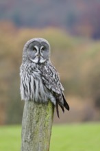 Bearded Owl, Strix nebulosa, Great Grey Owl, Captive, Lower Saxony, Germany