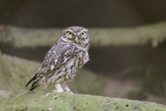 Little owl (Athene noctua) in a building, Lower Saxony, Germany