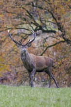 Red deer (Cervus elaphus) in autumn leaves, Lower Saxony, Germany
