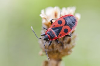 Common fire bug, Pyrrhocoris apterus, Fire bow, Lower Saxony, Germany