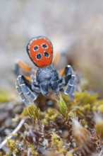 Red tubular spider, Eresus kollari, The Ladybird spider, Saxony-Anhalt, Germany