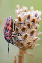 Common fire bug, Pyrrhocoris apterus, Fire bow, Lower Saxony, Germany
