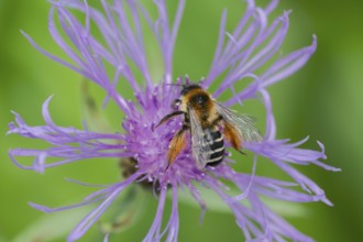 Brown-rumped trouser bee (Dasypoda hirtipes) on knapweed flower, Lower Saxony, Germany