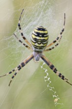 Wasp Spider, Argiope bruennichi, Wasp Spider, Lower Saxony, Germany
