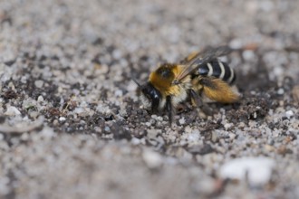 Brown-rumped trouser bee (Dasypoda hirtipes) on sandy soil, Lower Saxony, Germany