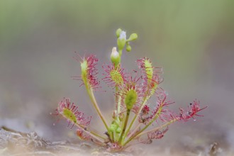 Middle sundew, Drosera intermedia, oblong-leaved sundew, Lower Saxony, Germany
