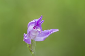Red Forest Bird, Cephalanthera rubra, Red Helleborine, Lower Saxony, Germany