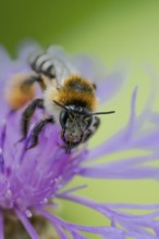 Brown-rumped trouser bee (Dasypoda hirtipes) on knapweed flower, Lower Saxony, Germany