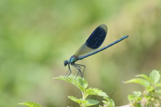 Banded dragonfly male, Calopteryx splendens, Male Banded Demoiselle, Lower Saxony, Germany