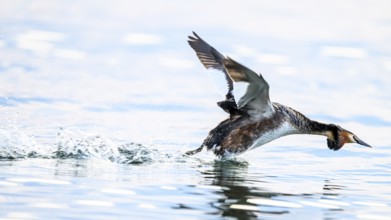 A great crested grebe (Podiceps scalloped ribbonfish) takes off from the water surface splashing